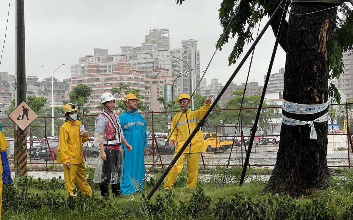 輕軌大順路段的雨豆樹群皆無傾倒、斷裂或鬆動等異常情形，樹體穩固、排水狀況亦屬穩定。 圖：高雄市捷運局/提供
