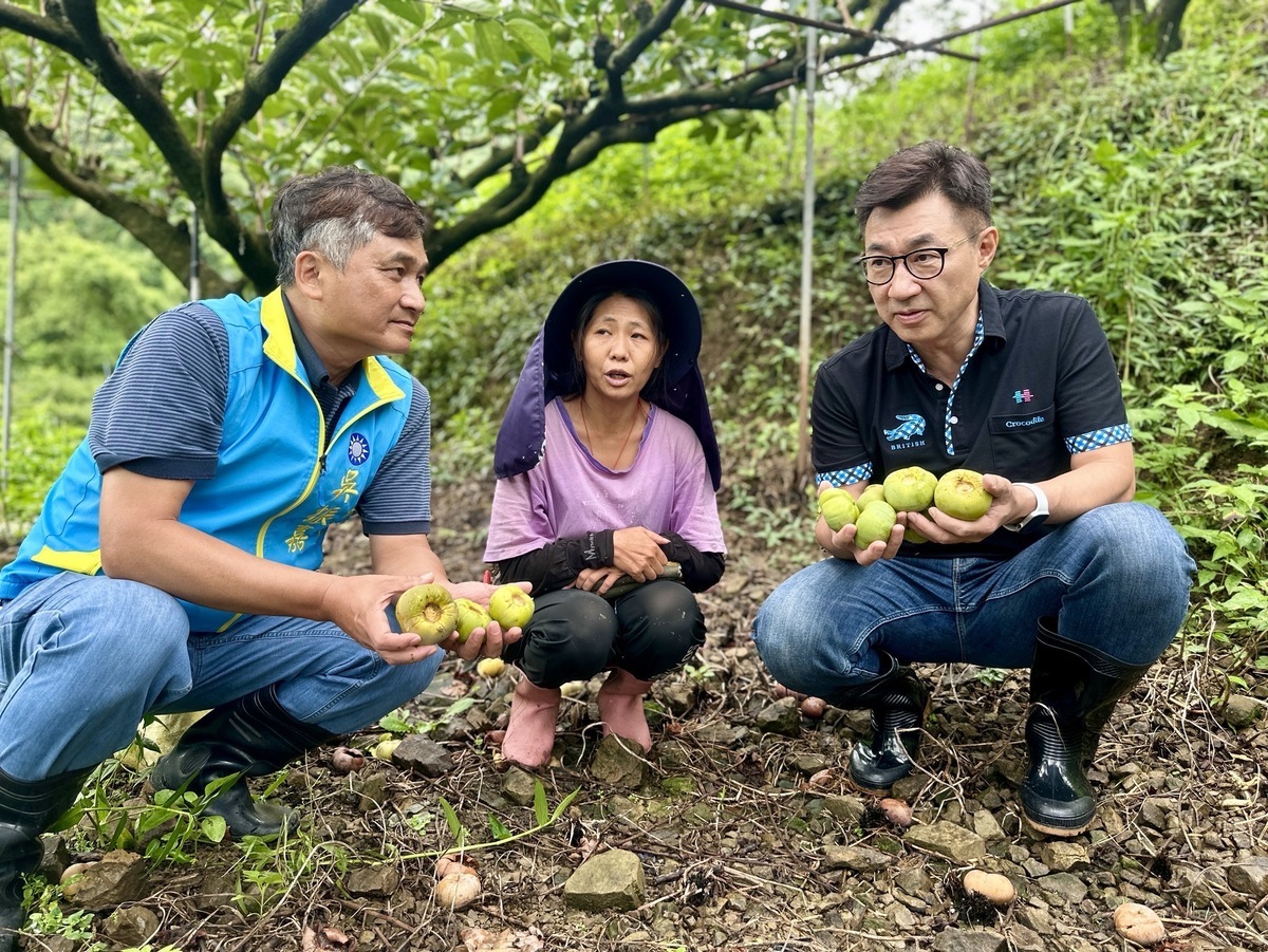 江啟臣與吳振嘉會勘落果情形，呼籲中央採取全品項救助。 圖：江啟臣服務處/提供