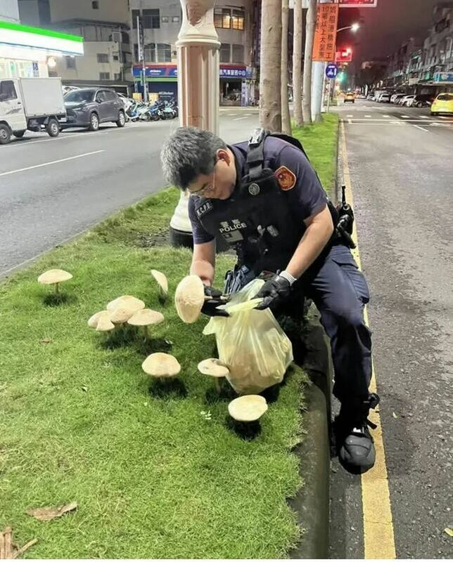 高雄鳳山區分隔島長出香菇，警員進行摘除，畫面卻激起基層員警不滿。 圖：警方提供