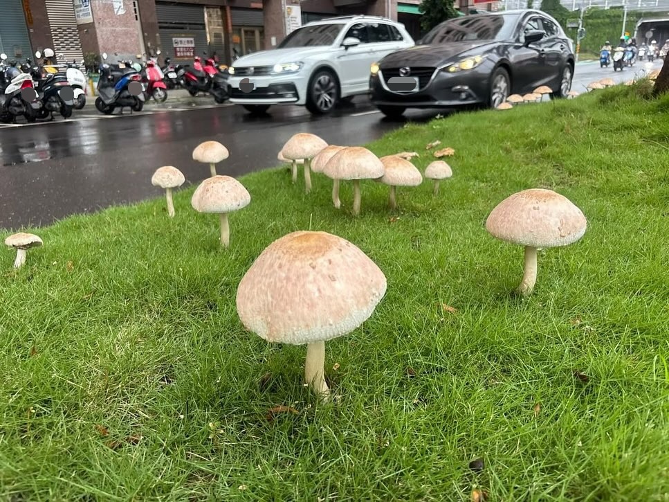 連日大雨讓分隔島長出香菇，許多民眾直接穿越馬路進行拍照。 圖：翻攝自Threads
