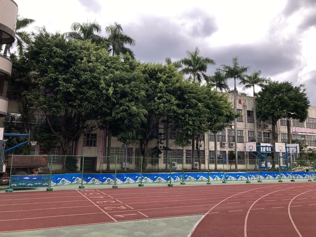 金華國中為了興建風雨操場，將移除有50年以上樹齡的一整排大樹，北市文化局表示，32棵樹均未達保護樹木標準，護樹團體指出，已向中研院調閱美軍空照圖，在評估老樹年齡及價值前，呼籲校方暫停移除作業。 圖：護樹民眾提供