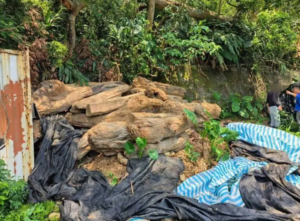 保安警察先前接獲農業部通報，在桃園市大溪區一處私有土地上，查獲一批重達13公噸的貴重木，持有人卻辯稱是撿拾到的漂流木，但木材尺寸及重量均不符合開放撿拾的規格。 圖：警方提供