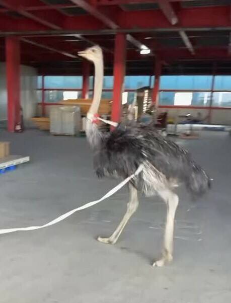 警方清晨尋獲闖入道路鴕鳥，確認為壯圍男子飼養，依法可罰300至600元。 翻攝自：Threads帳號：ig_03.04