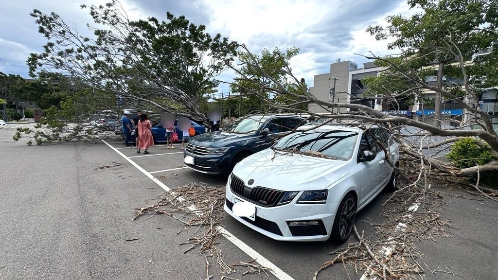 苗栗縣竹南鎮立游泳池停車場2棵大樹，13日疑因不堪強風吹襲傾倒，共有5輛汽車遭波及，有的鈑金凹陷、有的玻璃破裂、烤漆受損，所幸無人受傷。（民眾提供）中央社記者管瑞平傳真　114年8月13日