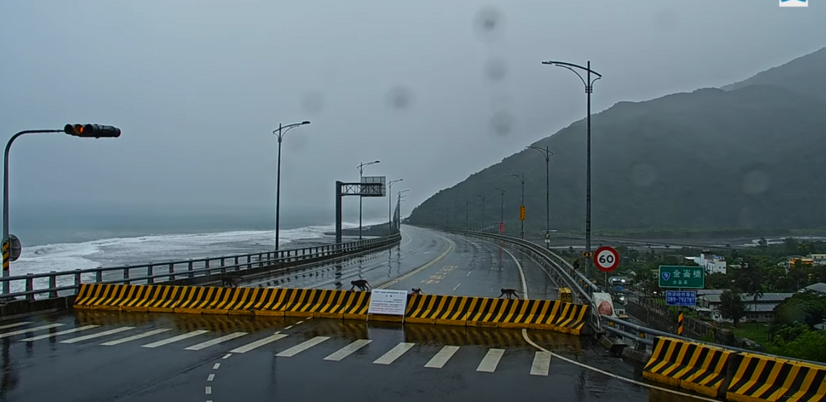 台東太麻里金崙大橋即時影像拍到有趣的畫面，早上約7時26分，有5隻猴子先是坐在金崙大橋欄杆上觀浪，甚至一路從欄杆走到隔離墩過馬路。 圖：取自台東太麻里金崙大橋即時影像