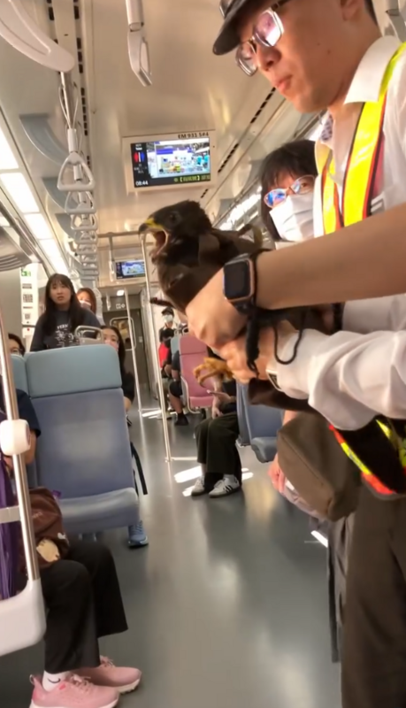 今(14)天台鐵列車行經百福站附近時，忽然有一隻活生生的老鷹飛衝進車廂內，最後被站務人員抓下車。 圖：翻攝自raymond1998030 Threads