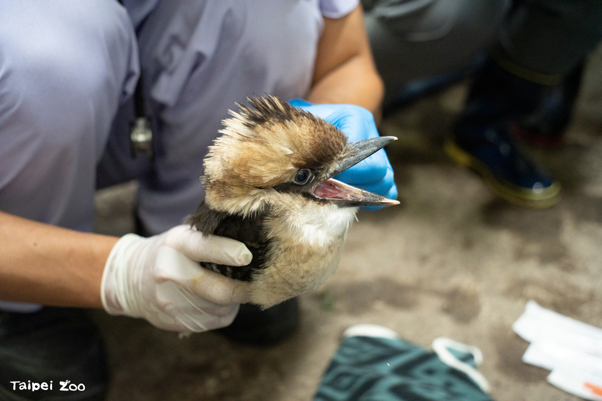 笑翠鳥菜鳥因為還不理解健康檢查為何物，很容易被獸醫師保定。 圖：翻攝自台北動物園臉書專頁