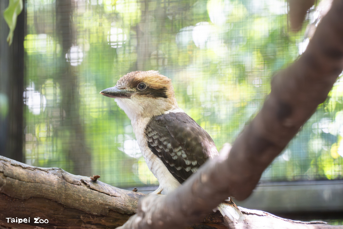 笑翠鳥寶寶初長成。 圖：翻攝自台北動物園臉書專頁
