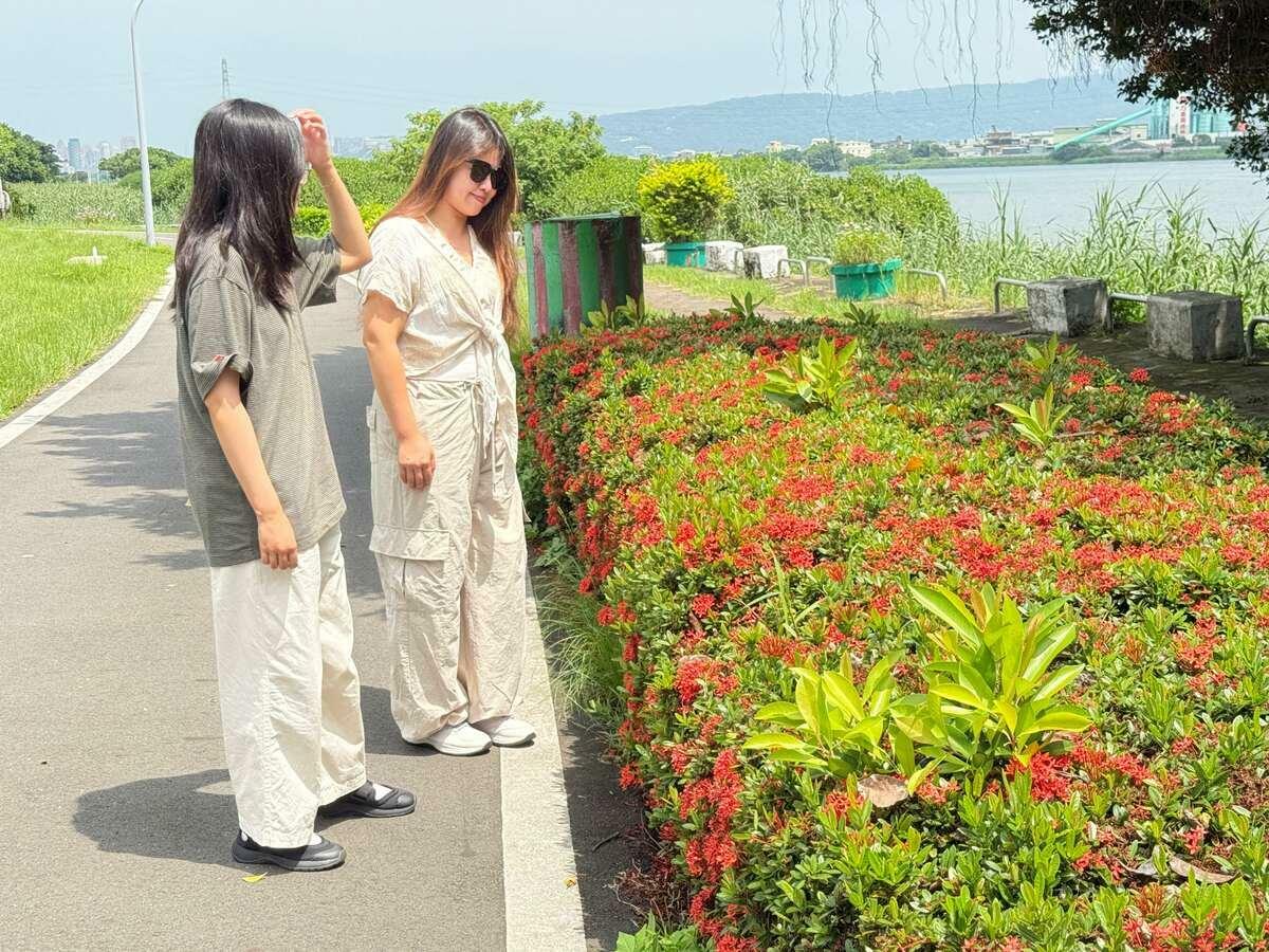 淡水河畔風景迷人，火紅的仙丹花花盛開。 圖：新北市政府高灘地工程管理處／提供