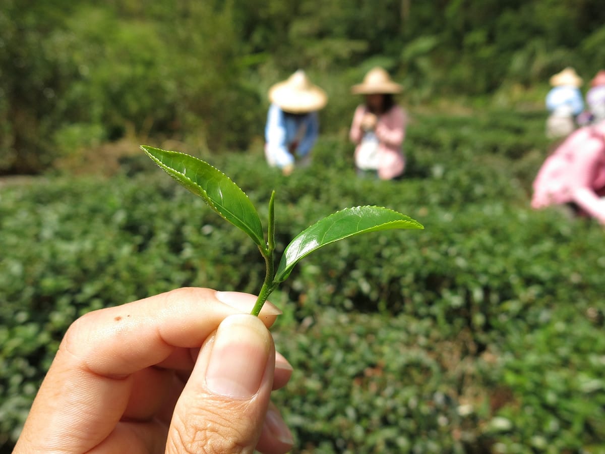 新北市農業局舉辦的坪林不擾遊體驗課程，將帶領大家進入坪林漁光山區，透過採茶、製茶過程中瞭解茶學文化。 圖：新北市農業局/提供