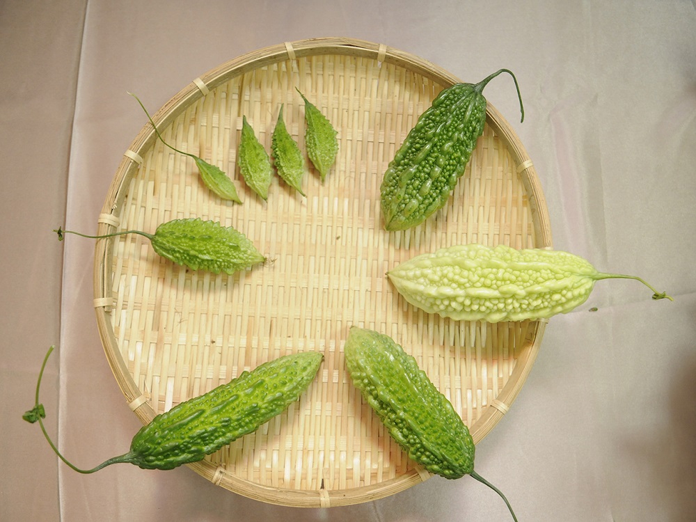 苦瓜「花蓮4號」成功授權，目前已研究開發多種產品及純化原料供應國際市場，苦瓜「花蓮1號」-「花蓮6號」亦同樣受到國內農企業之青睞，並授權生產開發多樣保健產品行銷國內外，讓國際看見台灣農業！ 圖：農委會/提供