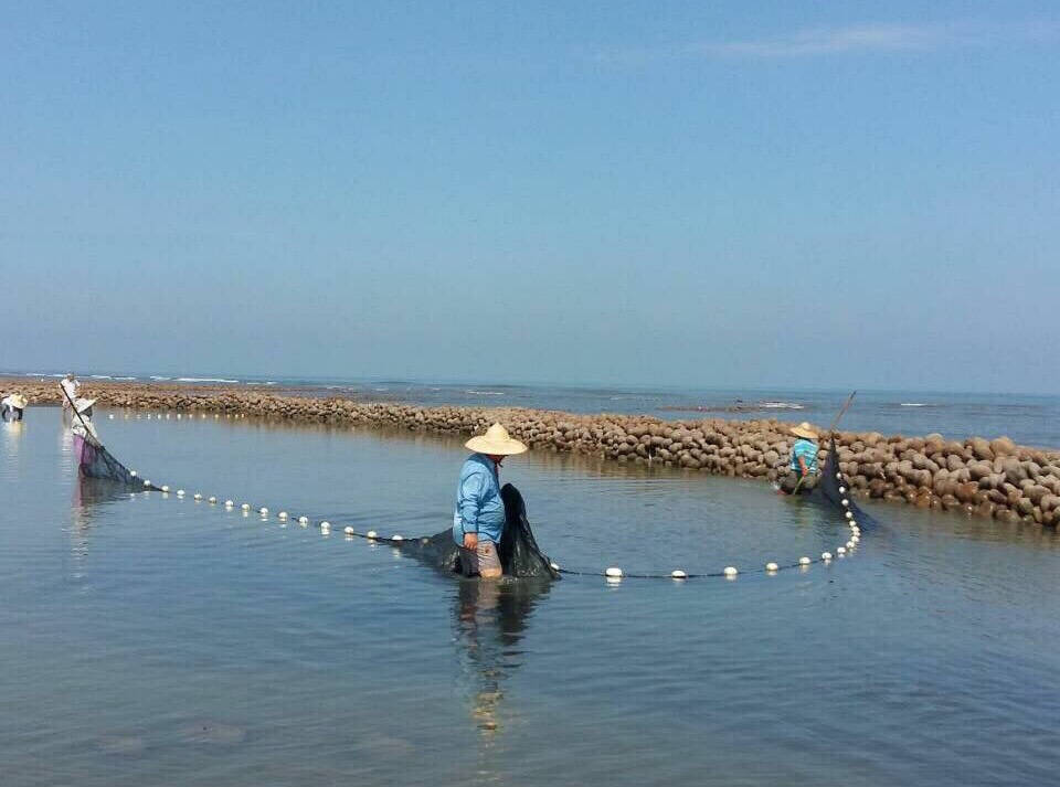 桃園市新屋區永安海岸海客傳統文化活動—石滬漁撈。新屋石滬群於百年前，是台灣本島最大石滬群所在地，自2013年開始復原重築，已經復育4年有成，2015年還舉辦了首屆的石滬文化祭。 圖：取自桃園新屋愛鄉協會臉書