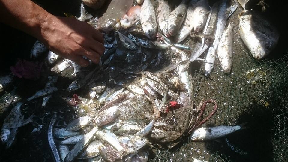 桃園市新屋區永安海岸海客傳統文化活動—牽罟回岸的漁獲 圖：取自桃園新屋愛鄉協會臉書