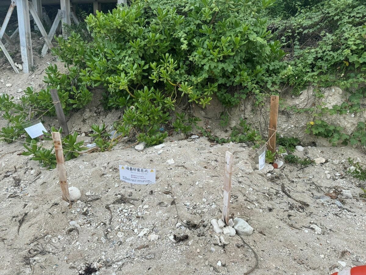 海龜卵窩周圍標示。 圖：海保署／提供