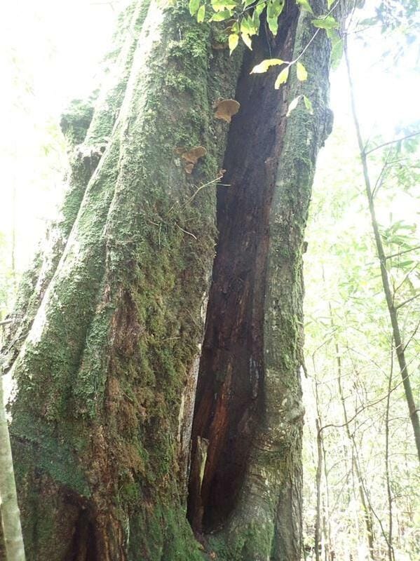 危木現況：樹幹開孔、腐生菇蕈附生。 圖：取自林業署官網
