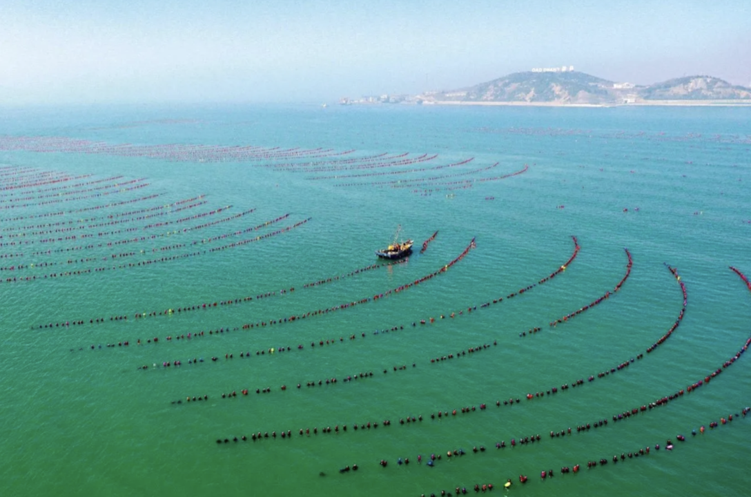 中國山東省煙台市，養殖工人駕駛船隻在長島海域養殖區內進行生產作業。 圖：擷取自《騰訊網》