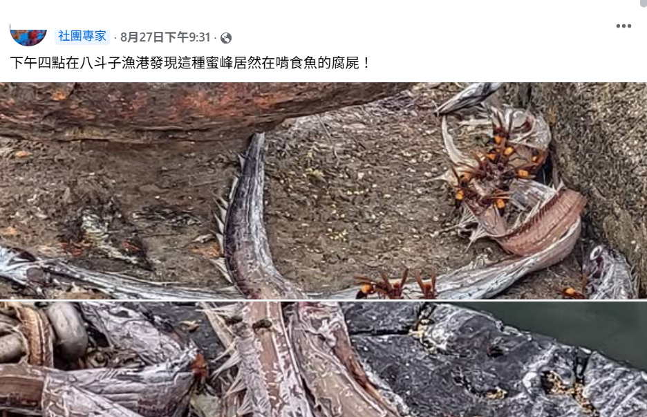 有人近日在臉書社團「基隆人日常」貼出數十隻巨蜂啃食於屍體的畫面。 圖：翻攝自基隆人日常
