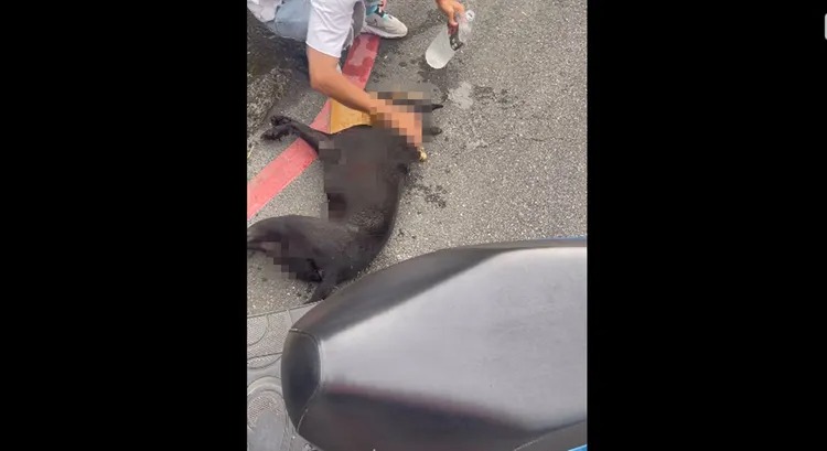 黑狗遭老翁騎車拖行300公尺慘死。 圖：翻攝自記者爆料網