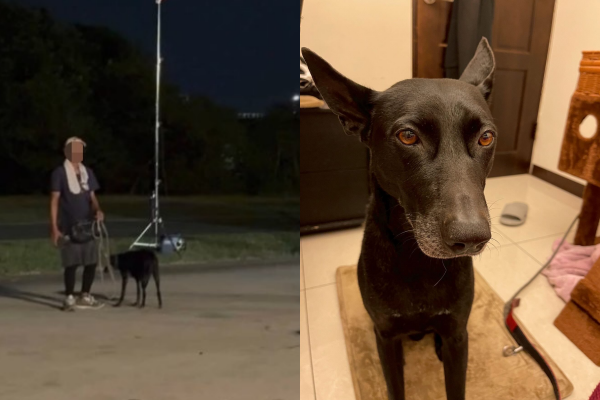 李姓飼主愛犬遭街友牽走並虐打致死。 圖：翻攝自Threads