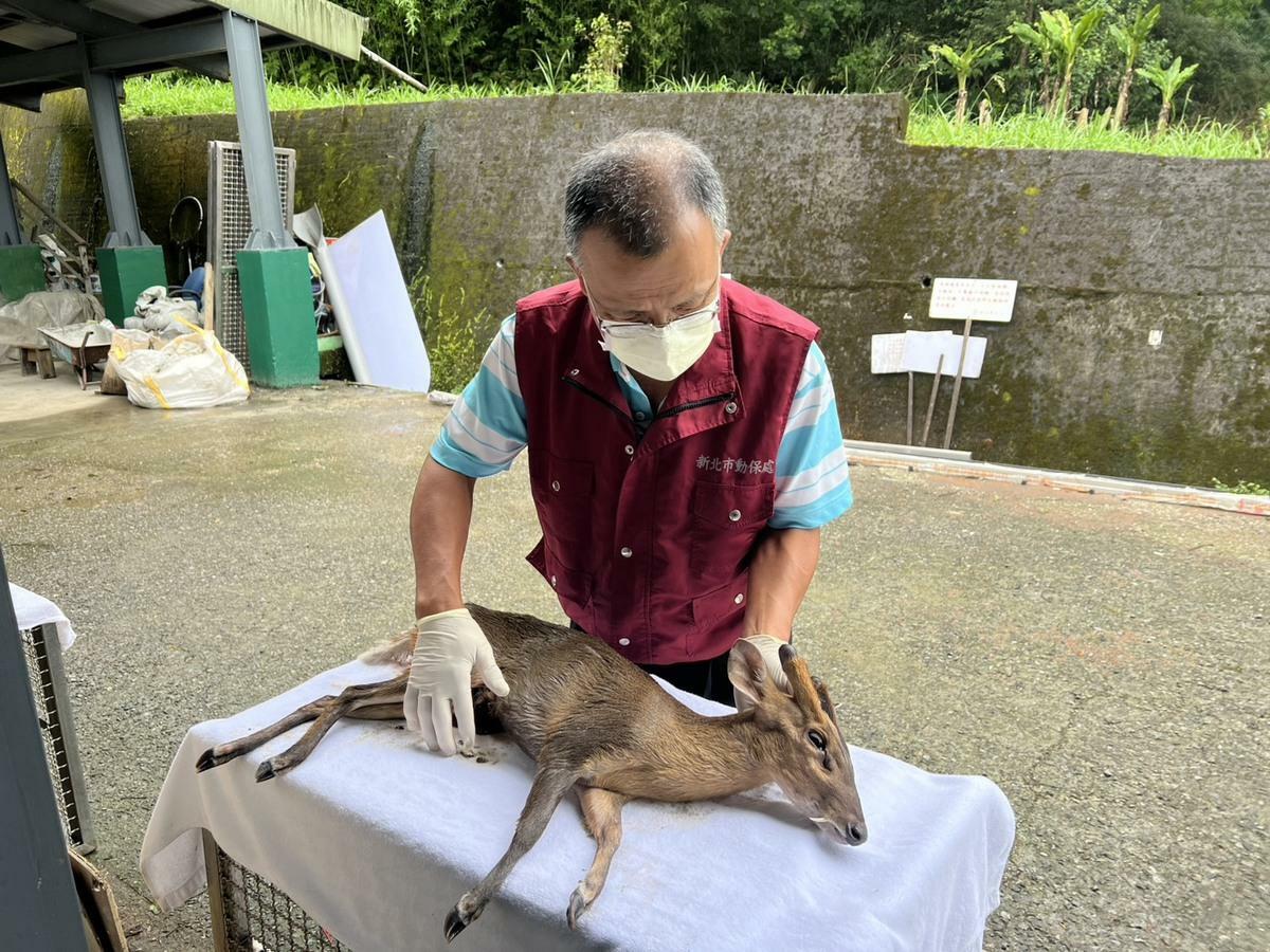 獸醫立即為山羌進行檢傷工作。 圖：新北市動保處／提供