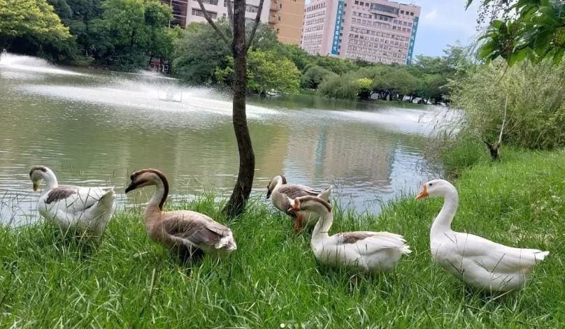 中興大學有40至50隻鵝，新生訓練中出現「防鵝SOP」。 圖：翻攝自IG/nchu_goose_duck