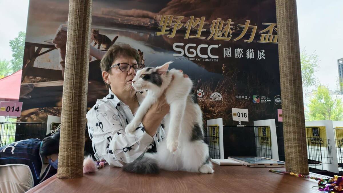 SGCC國際貓展特別邀請專業國際評審進行公正評分。 圖：孫家銘攝