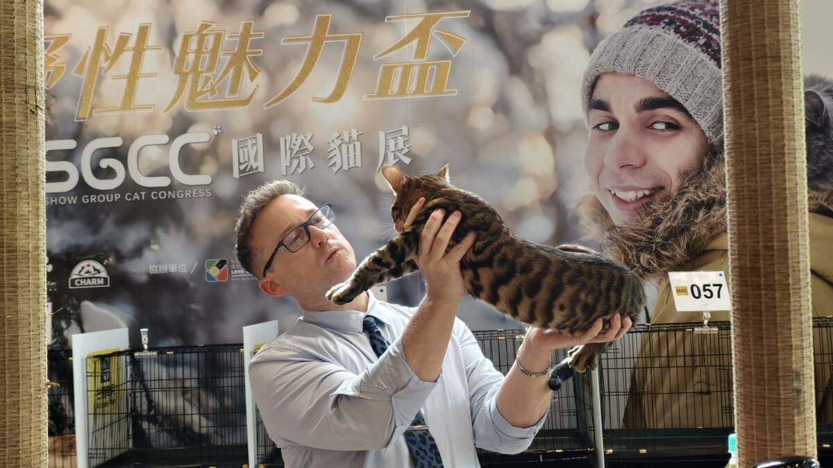 國際評審依照貓咪的外觀、健康、儀態等項目進行最專業的評選。 圖：孫家銘攝