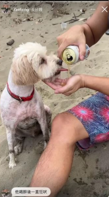 若盈拍到一名男性將啤酒倒入小狗口中，遭外界質疑虐待動物。 圖：翻攝自若盈IG