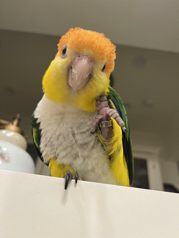 為了增加遺失寵物鳥回家機會，新北市動保防疫創立「非犬貓寵物登記站」。 圖：新北市動保防疫處／提供