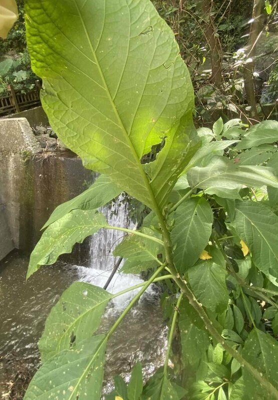 台東卑南鄉某茶藝館3婦疑似食品中毒案，衛生局採集可疑食品檢體送驗結果出爐，3人自稱所吃「南非葉」野菜鑑別為「大花曼陀羅」（圖），整株有毒，因花中成分具有肌肉鬆弛、汗腺分泌受抑制麻醉作用。（台東縣政府提供）中央社記者李先鳳傳真　114年9月17日