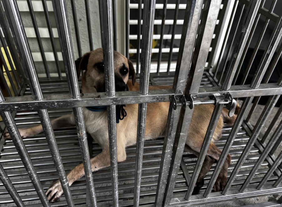 飼主平時放任犬隻在巷弄間遊蕩，過去已有追咬路人紀錄。如今又因傷人事件，暫時由動物保護防疫所人員收容。 圖：基隆市動保所提供