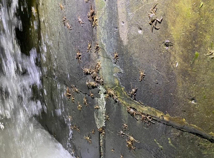 毛蟹在湍急的水流中沿著堰體垂直攀爬。 圖：新北市政府水利局／提供