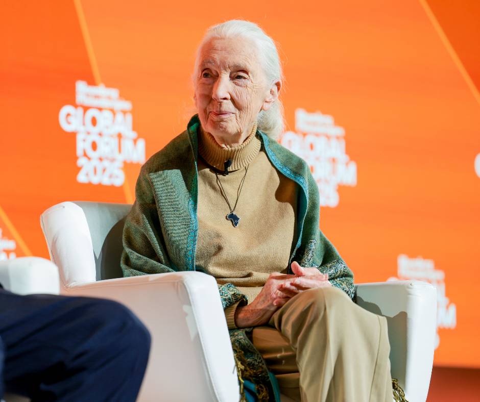 全球知名保育專家、黑猩猩研究權威珍古德（Jane Goodall），1日傳出在美國離世，享耆壽91歲。 圖：Jane Goodall臉書粉專