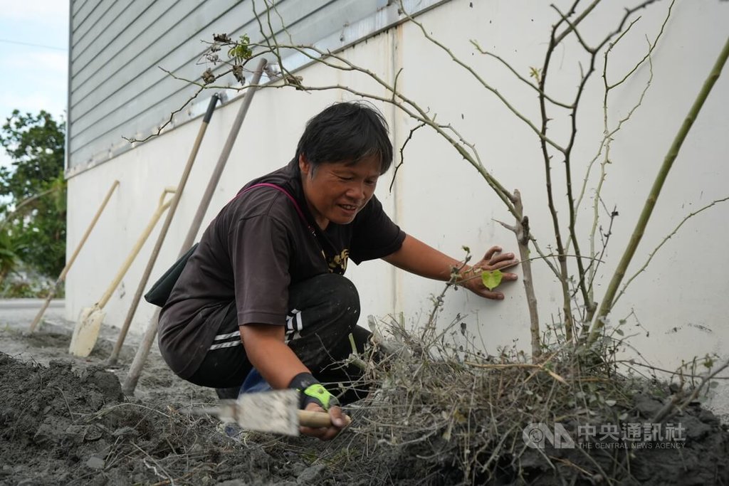 花蓮馬太鞍溪堰塞湖溢流重創光復鄉，受災戶、邦查農場負責人蘇秀蓮（圖）賣力揮動鋤頭，清理農場玫瑰植株周遭淤泥。她說：「它既然努力撐過了大水，我為什麼不給它希望？」 圖：中央社提供