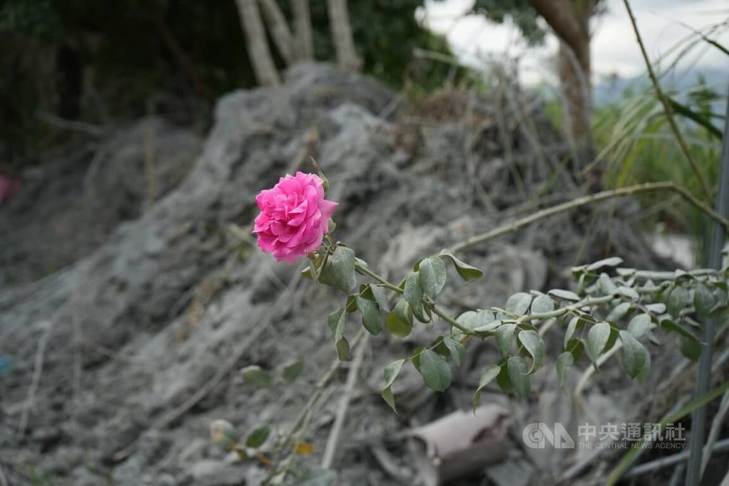 花蓮縣馬太鞍溪堰塞湖溢流重創光復鄉，邦查農場負責人蘇秀蓮在園區旁種植的玫瑰中，有一朵粉色花朵在洪災後仍盛開挺立，在一片灰色土泥中格外耀眼。 圖：中央社提供
