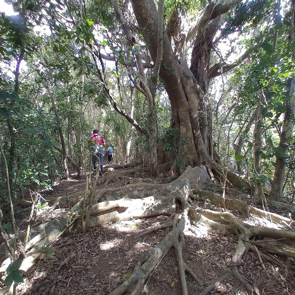 走在高士佛母樹林的森林步道上，便能親眼見到高士佛赤楠等台灣原生植物。 圖：林業試驗所／提供
