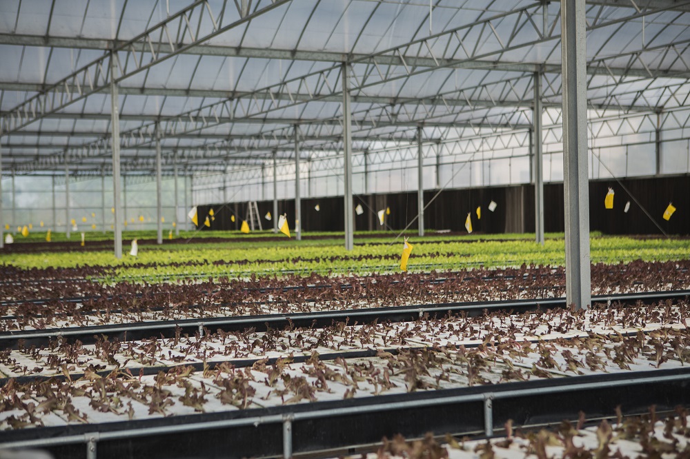 前往「水野菜農場」感受無毒的蔬菜香，進到溫室中，就能感受到撲鼻而來的清心香氣。 陳宣如／攝