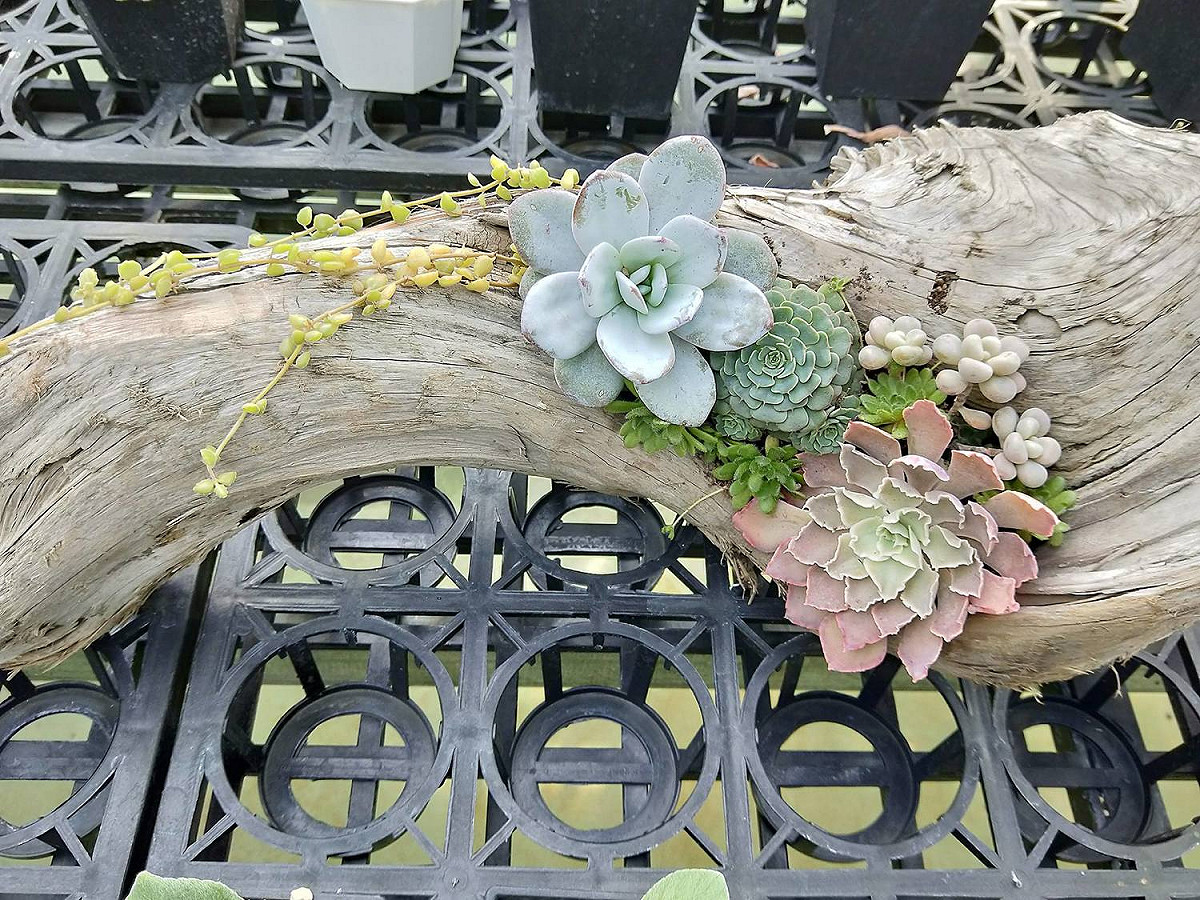 除了花之外，溪海休閒農業區中也有近年超受歡迎多肉植物，肥肥胖胖的多肉植物放在辦公桌上是不是超療育呢！ 翻攝自《開春多肉農場》FB
