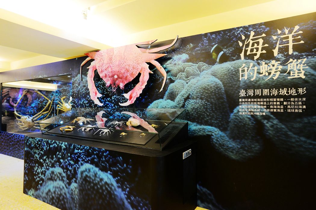 秋天除了吃螃蟹之外，文化部所屬國立臺灣博物館特別策劃「秋風響‧蟹腳癢─螃蟹特展」，讓民眾一窺螃蟹種類的多樣性外，更將為大家解密螃蟹不為人知的生物小知識。圖：臺博館提供。