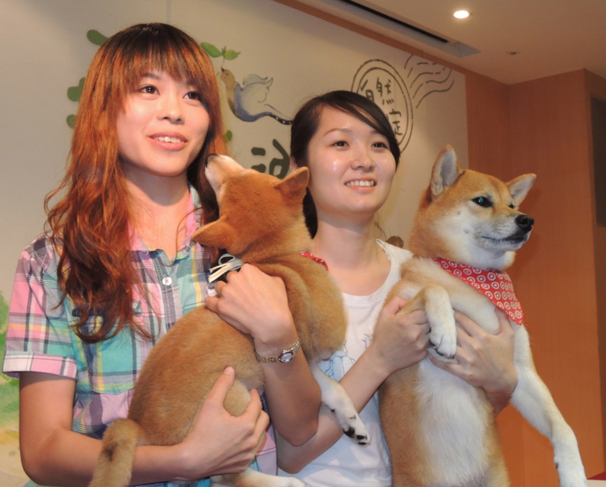 新北市找來大、小柴犬當主角拍攝CF，化身「茶爸與小茶」帶大家走進坪林！圖:陳冠廷/攝