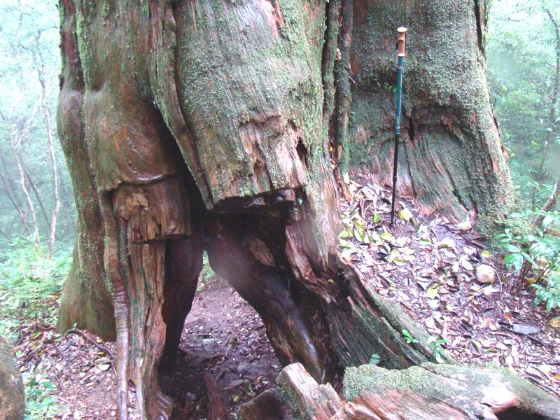 尖石北德拉曼大山的神木是斧鑿斑斑。圖：陳權欣/攝
