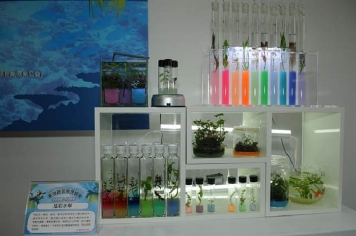 臺灣觀賞魚博覽會16日在高雄展覽館登場，此次展出亮點包含全台首創的室內養殖夜光藻、體型最大的螢光魚及活化石鱟魚。圖：行政院農委會提供