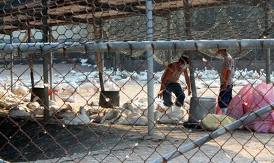 嘉義縣大林鎮鵝場鵝隻因染H5N8異常死亡，農業處展開撲殺行動。圖為鵝場清運鵝屍。圖：中央社資料照片