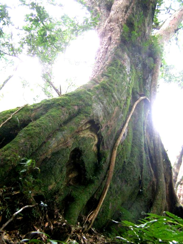 這一棵根部長得扁扁的，被登山客取名為「阿扁神木」。圖片4-2來源：陳權欣/攝。