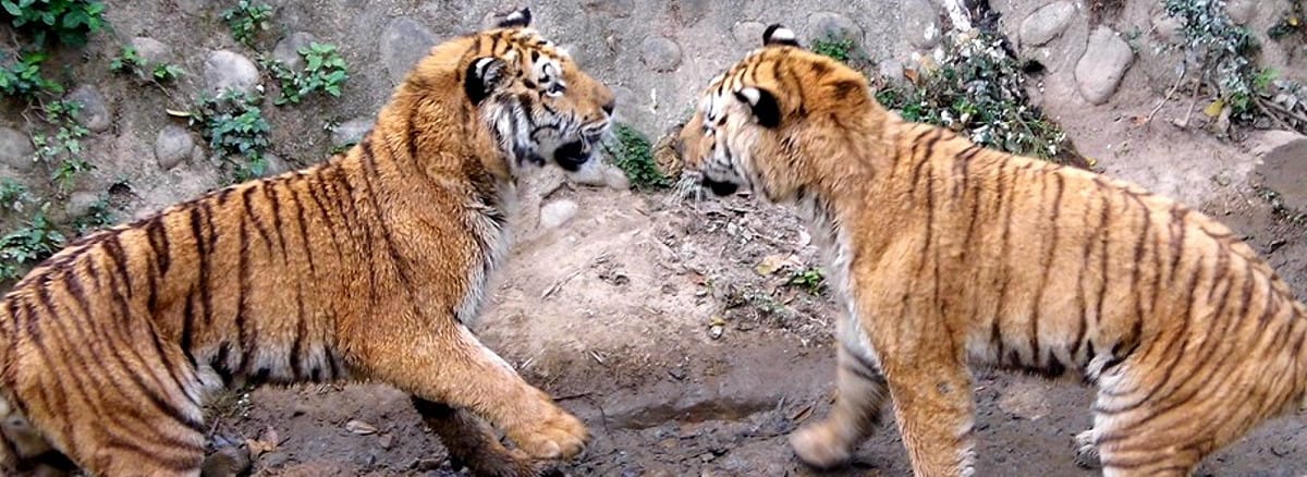 新竹市立動物園借一隻白犀牛給六福村配種，卻死了，六福村賠給新竹市的2隻孟加拉虎，這筆生意是賺是賠？還真難算。圖：陳權欣/攝