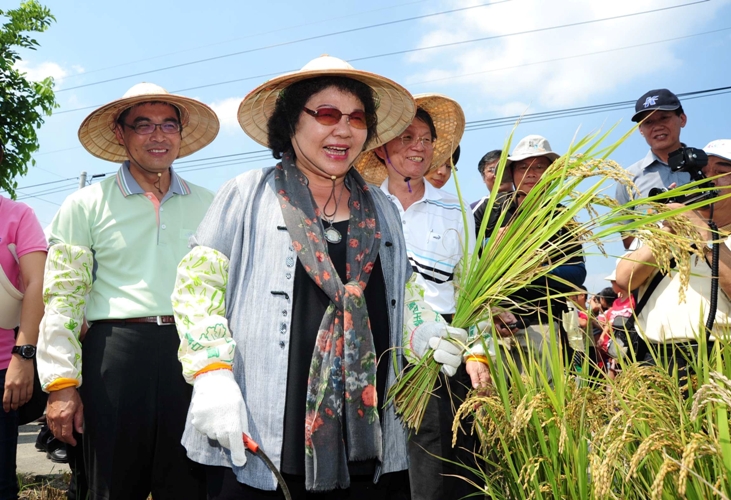 高雄市長陳菊收割稻榖，架勢十足。圖片來源：高雄市政府