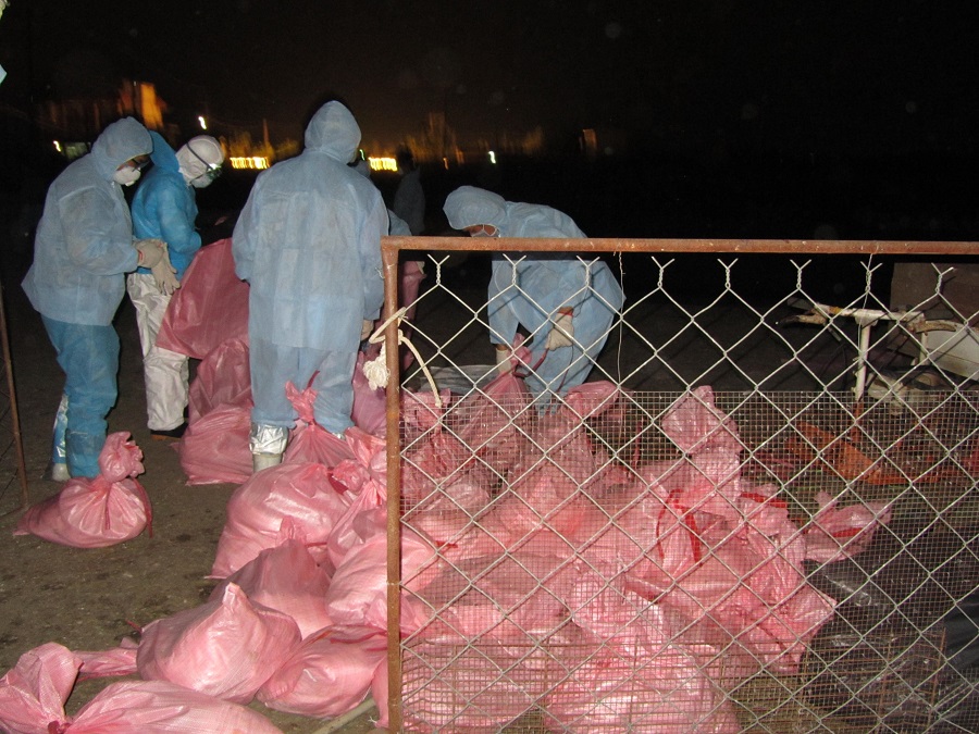 屏東縣新增6處鵝場感染H5N2禽流感，今晚緊急完成撲殺作業。圖：屏東縣政府提供