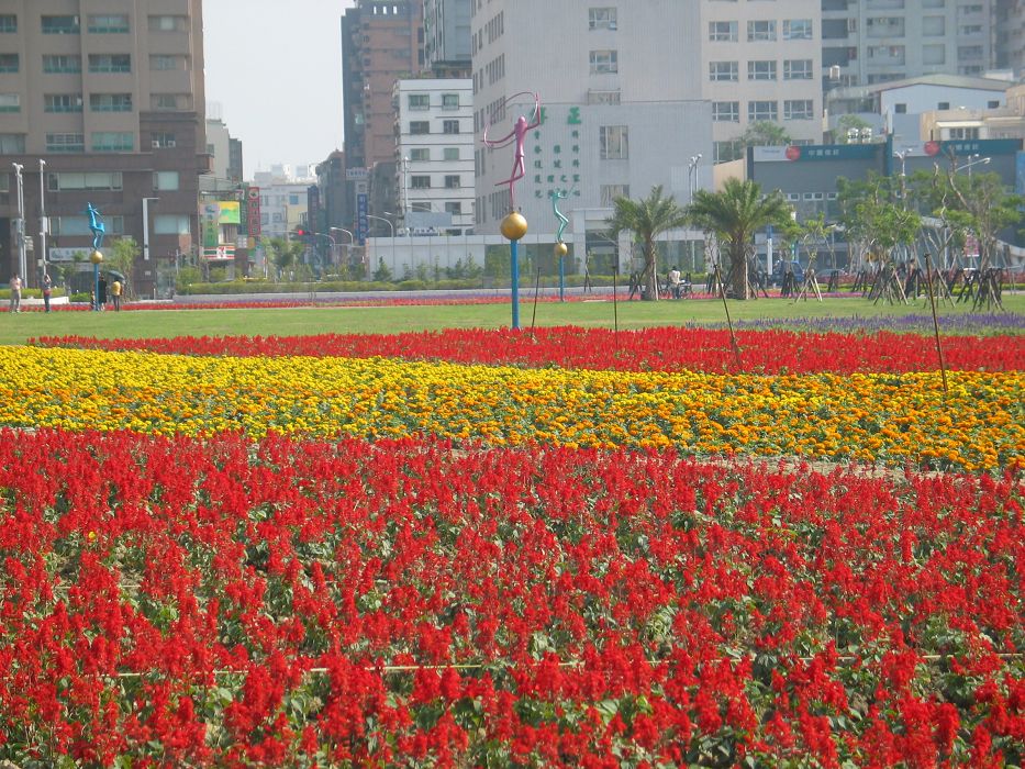 高雄市政府在農十六種植花田，希望推廣到各區。圖片來源：胡宏志/攝