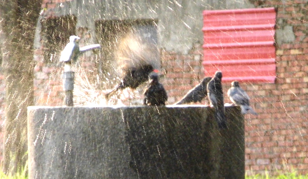公園洗手台 野鳥玩水也瘋狂
