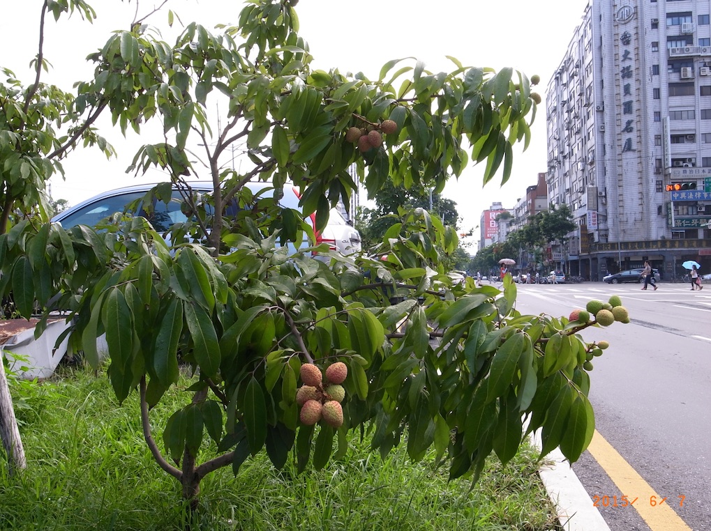 路邊的玉荷包荔枝。圖：陳世明/攝